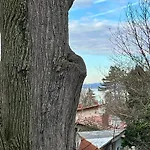Klára